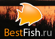 Bestfish